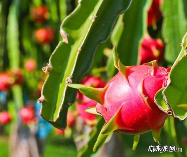 火龙果种植火龙果一年四季都可以种,怎样培养果实的品质更好呢?