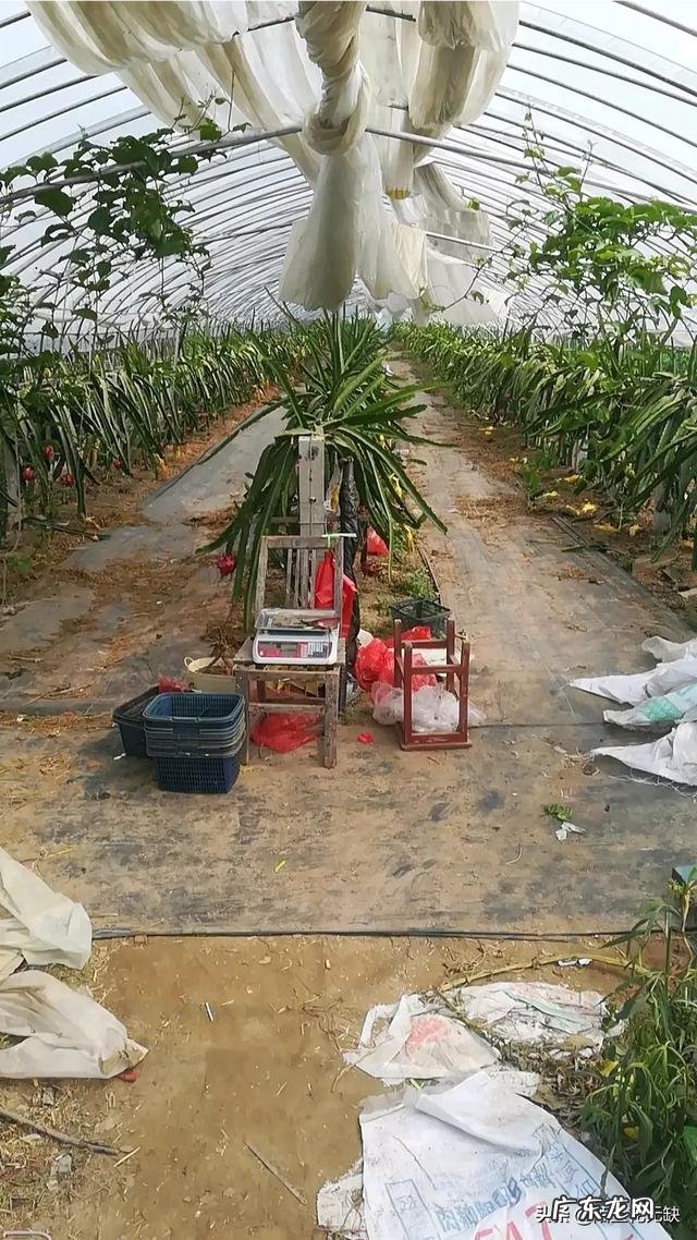 火龙果种植火龙果一年四季都可以种,怎样培养果实的品质更好呢?