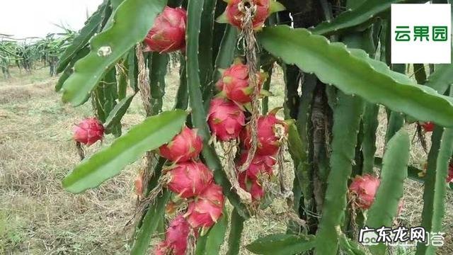 火龙果种植火龙果一年四季都可以种,怎样培养果实的品质更好呢？