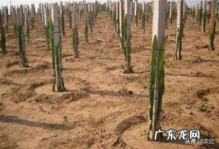 火龙果种植火龙果一年四季都可以种,怎样培养果实的品质更好呢?