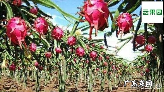 火龙果种植火龙果一年四季都可以种,怎样培养果实的品质更好呢?