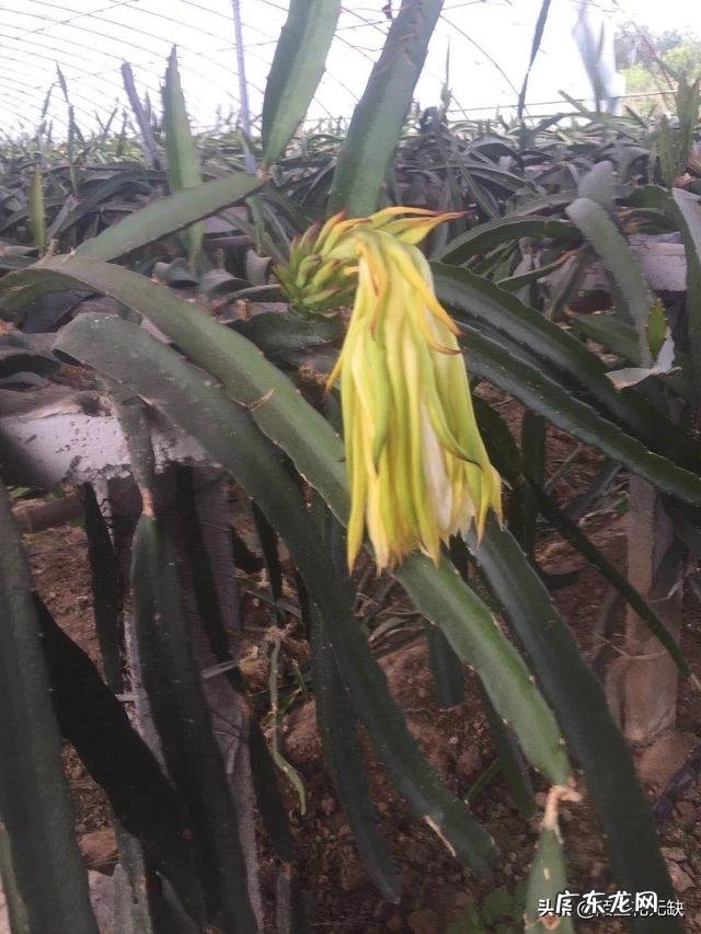 火龙果种植火龙果一年四季都可以种,怎样培养果实的品质更好呢?