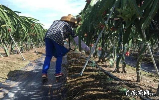 火龙果种植火龙果一年四季都可以种,怎样培养果实的品质更好呢?