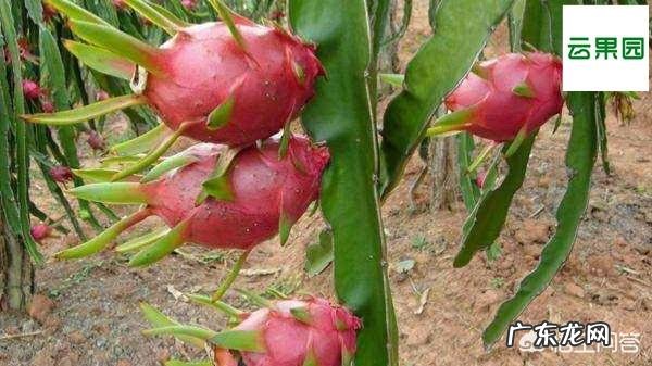 火龙果种植火龙果一年四季都可以种,怎样培养果实的品质更好呢?