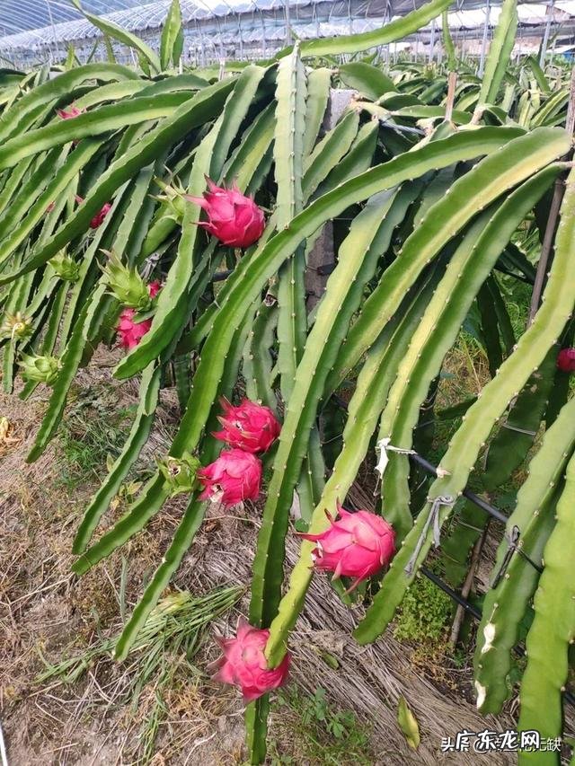 火龙果种植火龙果一年四季都可以种,怎样培养果实的品质更好呢?