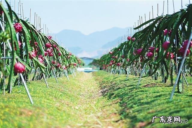 火龙果种植火龙果一年四季都可以种,怎样培养果实的品质更好呢?