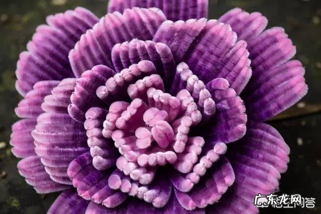 昔日清朝皇后佩戴的通草花，全国仅剩两八旬老翁会做，会失传吗？