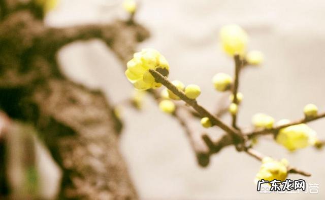 昔日清朝皇后佩戴的通草花，全国仅剩两八旬老翁会做，会失传吗？