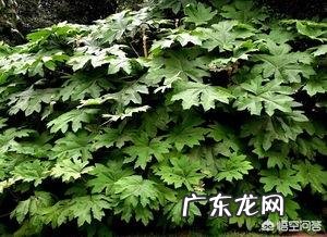 昔日清朝皇后佩戴的通草花，全国仅剩两八旬老翁会做，会失传吗？