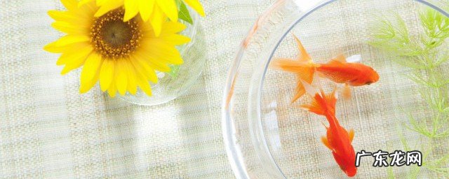 金鱼怎么养才能养活