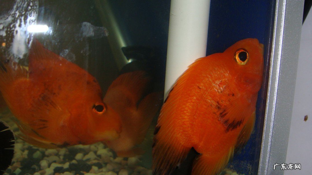 鹦鹉鱼身上长黑斑怎么办