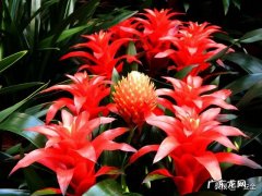 把照片做成视频，哪个软件最好用？