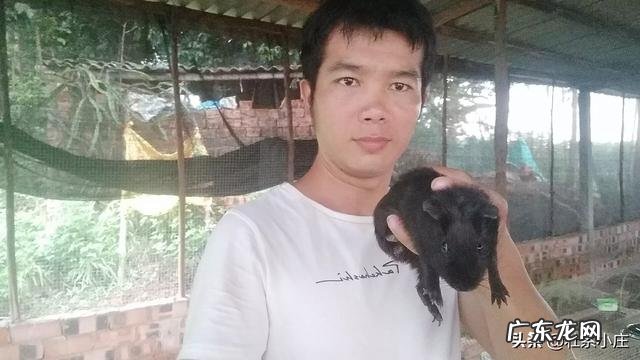 中华黑豚种苗在哪里买？