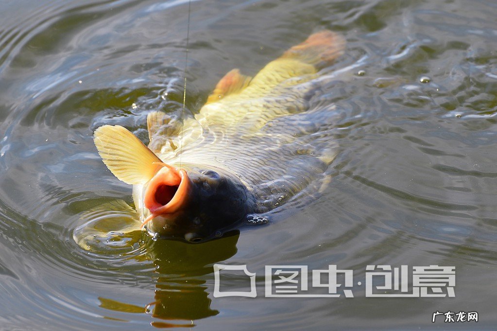 开春钓鱼钓深还是浅