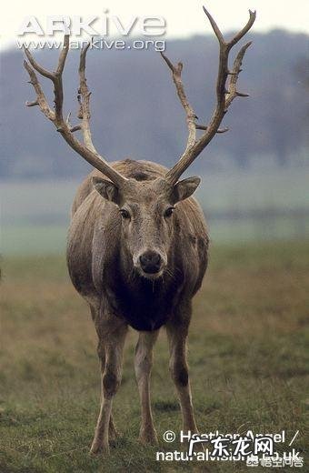 为什么麋鹿又叫“四不像”?