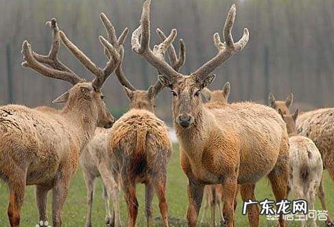 为什么麋鹿又叫“四不像”?