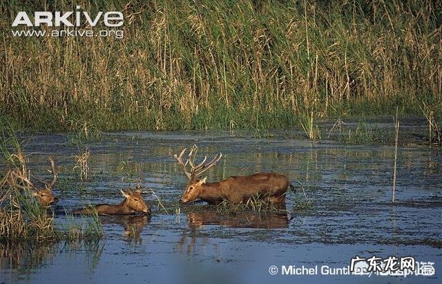 为什么麋鹿又叫“四不像”?