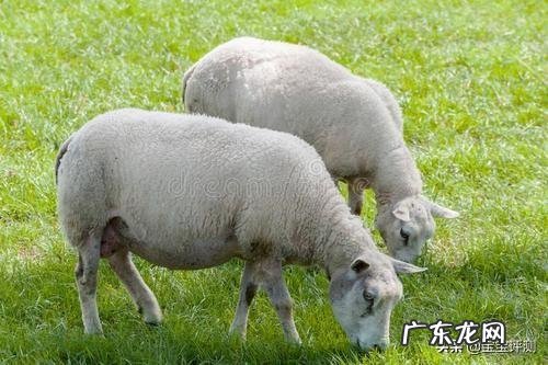 宝宝喝的羊奶粉有什么好的推荐吗?