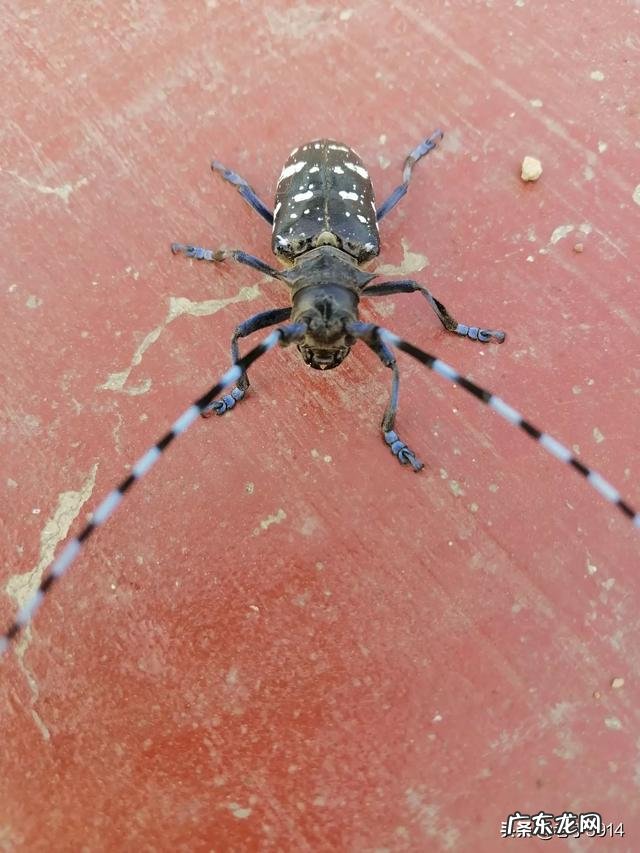 滨州警方抓获56岁“变态”暴露狂，多次公共场合暴露身体, 你怎么看？