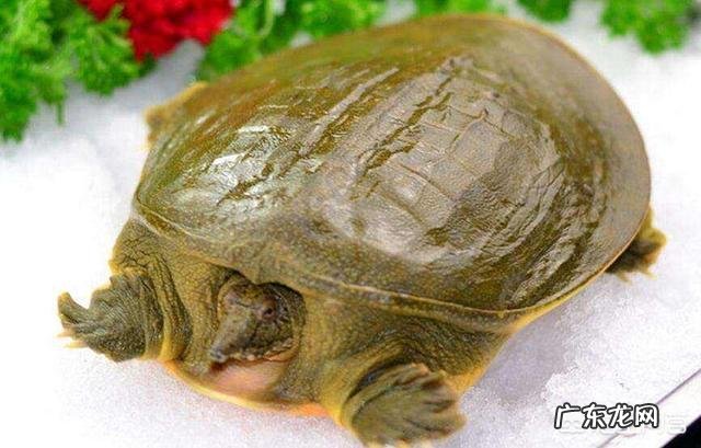 甲鱼对男人的营养价值是多少？