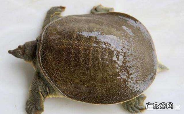 甲鱼对男人的营养价值是多少?