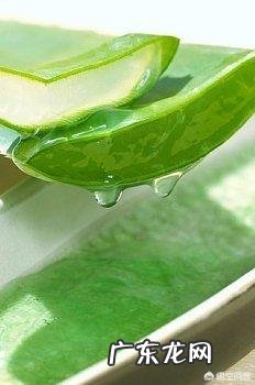 家种芦荟到底有多少用途?