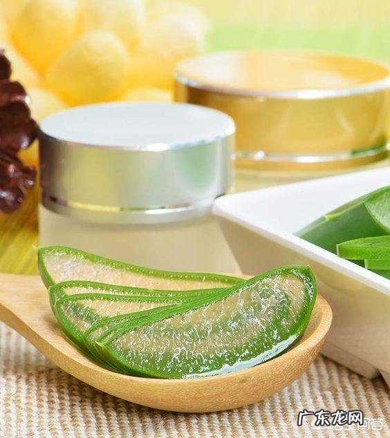 家种芦荟到底有多少用途?