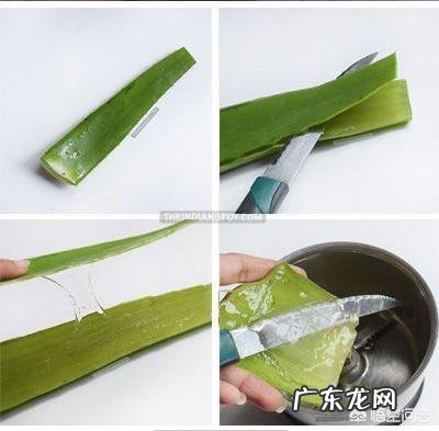 家种芦荟到底有多少用途?