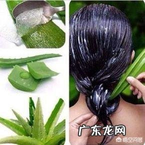 家种芦荟到底有多少用途?