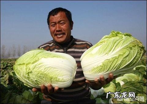 种植大白菜如何进行捆绑？需要注意哪些？