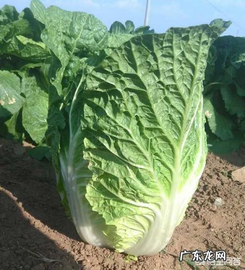 种植大白菜如何进行捆绑?需要注意哪些?