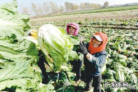 种植大白菜如何进行捆绑?需要注意哪些?