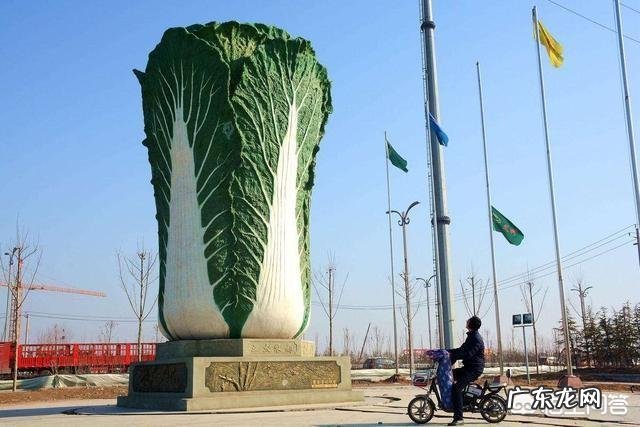 种植大白菜如何进行捆绑?需要注意哪些?