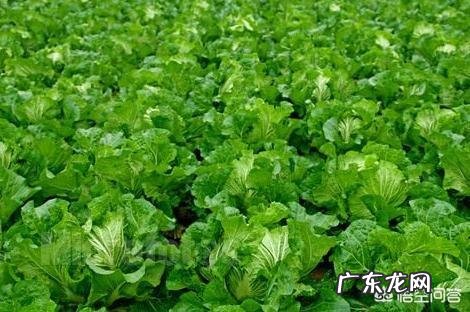 种植大白菜如何进行捆绑?需要注意哪些?