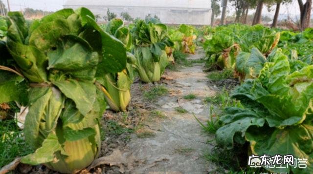 种植大白菜如何进行捆绑？需要注意哪些？