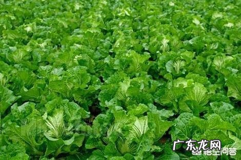 种植大白菜如何进行捆绑?需要注意哪些?