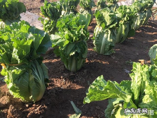 种植大白菜如何进行捆绑？需要注意哪些？