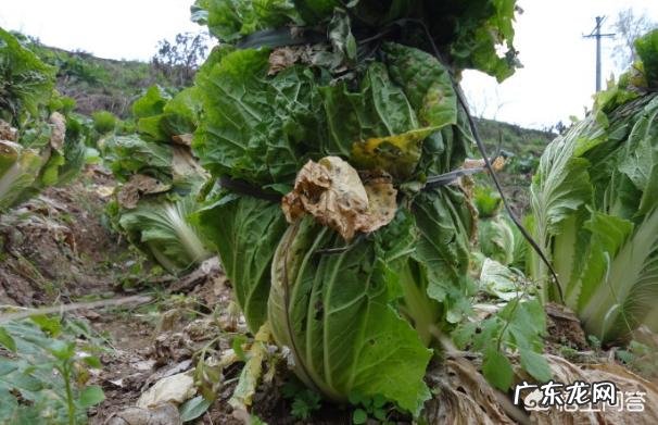 种植大白菜如何进行捆绑？需要注意哪些？