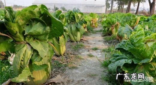 种植大白菜如何进行捆绑？需要注意哪些？