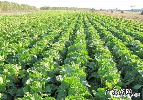 种植大白菜如何进行捆绑?需要注意哪些?