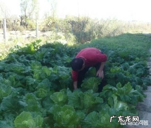 种植大白菜如何进行捆绑?需要注意哪些?