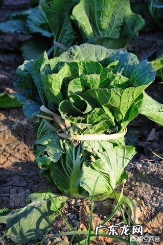 种植大白菜如何进行捆绑？需要注意哪些？