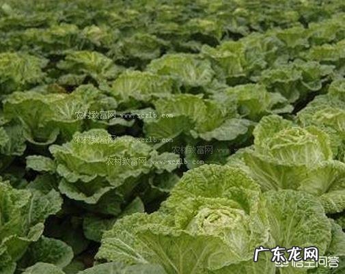 种植大白菜如何进行捆绑？需要注意哪些？