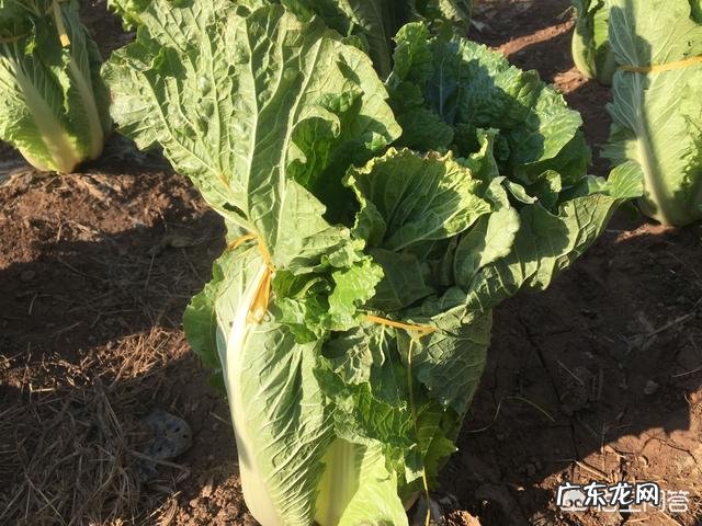 种植大白菜如何进行捆绑?需要注意哪些?