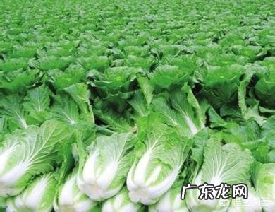 种植大白菜如何进行捆绑？需要注意哪些？