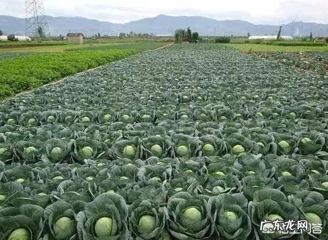 种植大白菜如何进行捆绑?需要注意哪些?