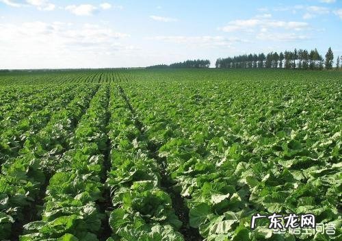 种植大白菜如何进行捆绑?需要注意哪些?