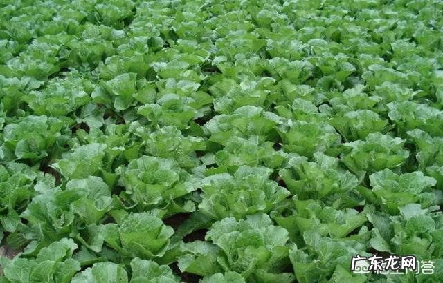 种植大白菜如何进行捆绑？需要注意哪些？