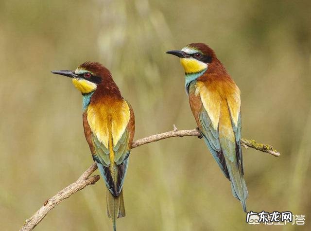 古代皇宫里的宫女和太监结为“夫妻”，皇帝为何不严厉禁止？