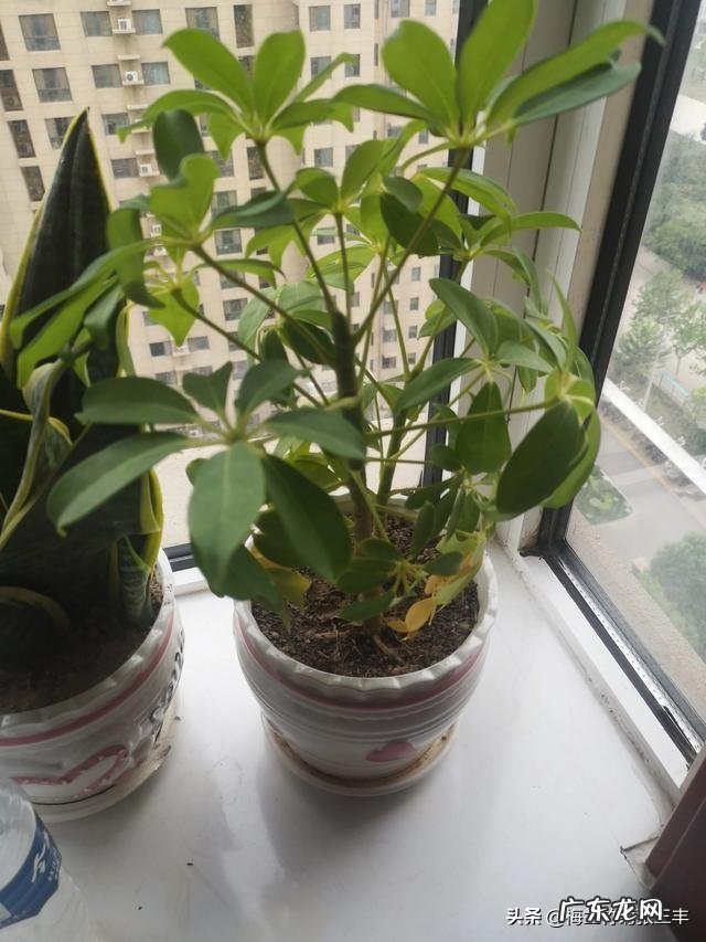 招财树长得太疯，又不想换大花盆，怎么办？